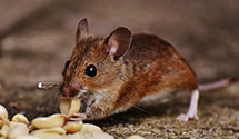 24 Hour & Emergency Exterminators in Benson Mines, NY